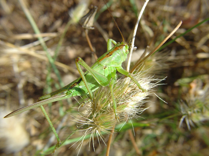 Tettigonia sp.